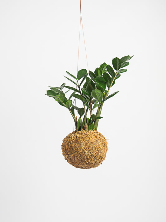 Zamioculca Zamiifolia