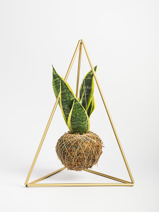 Pirâmide com Kokedama Sansevieria Trifasciata - Espada de São Jorge
