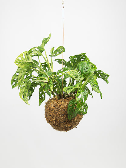Monstera adansonii - 'monkey leaf'
