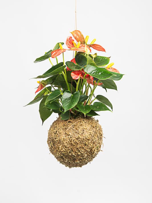 Anthurium andreanum - 'Antúrio'