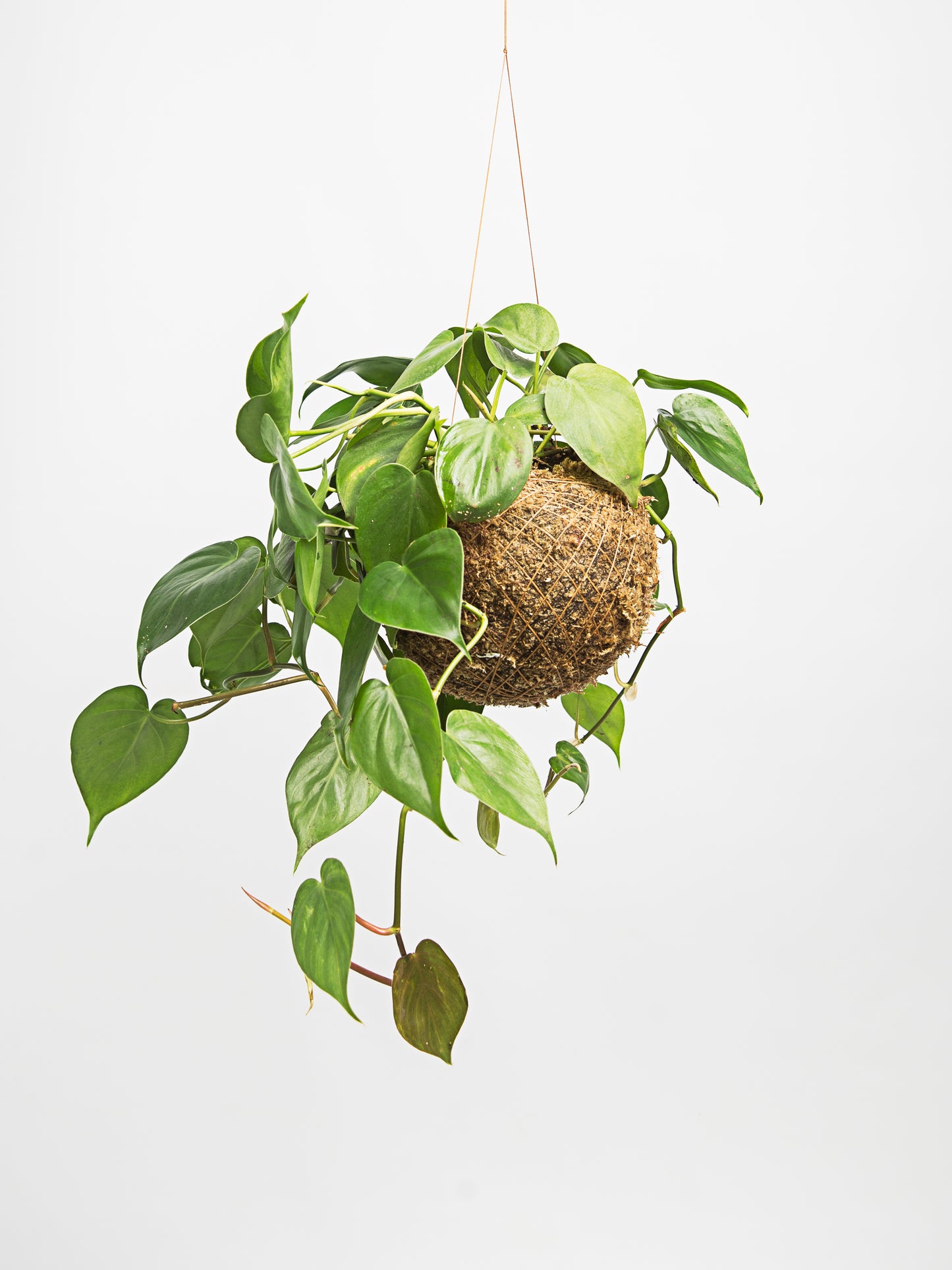 Philodendron scadens
