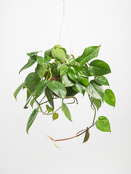 Philodendron scadens