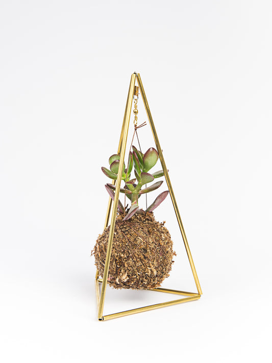 Mini Pyramid with Succulent in kokedama