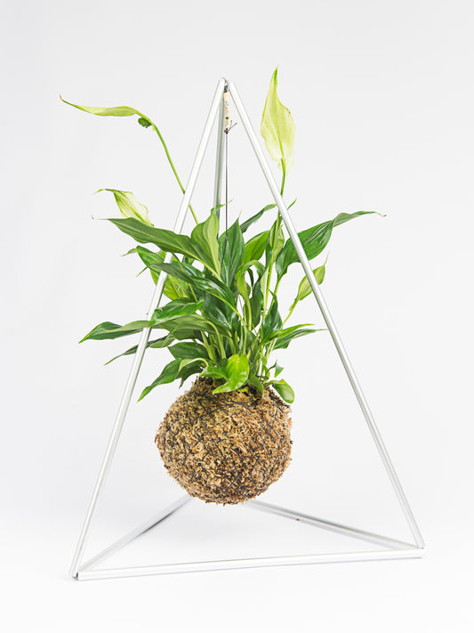 Pyramid with Kokedama Spathiphyllum Wallisii - 'Peace Lily'