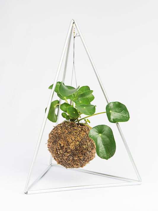 Pyramid with Kokedama Pilea peperomioides - 'Chinese money plant'
