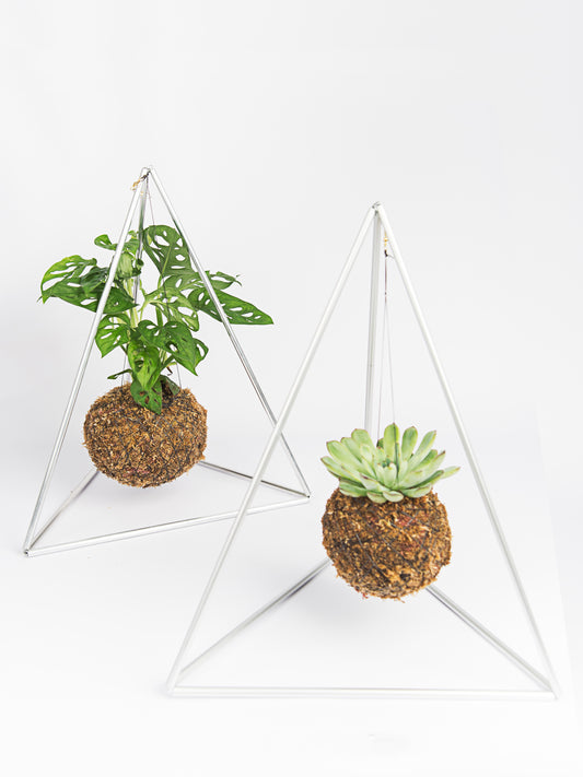 Pyramid with Kokedama Monstera andansonii 'Monkey leaf' 